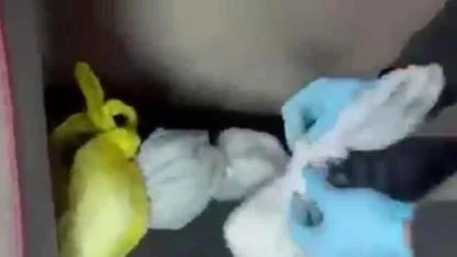 Tır ve otomobilde metamfetamin ele geçirildi