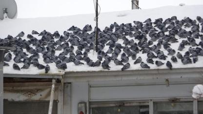 Toplu halde beslenen güvercinler kartpostallık görüntüler oluşturdu