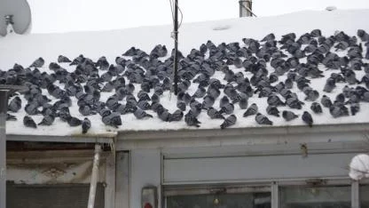 Toplu halde beslenen güvercinler kartpostallık görüntüler oluşturdu