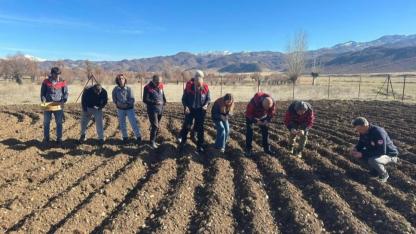 Tunceli Sarımsağı Yaygınlaşıyor