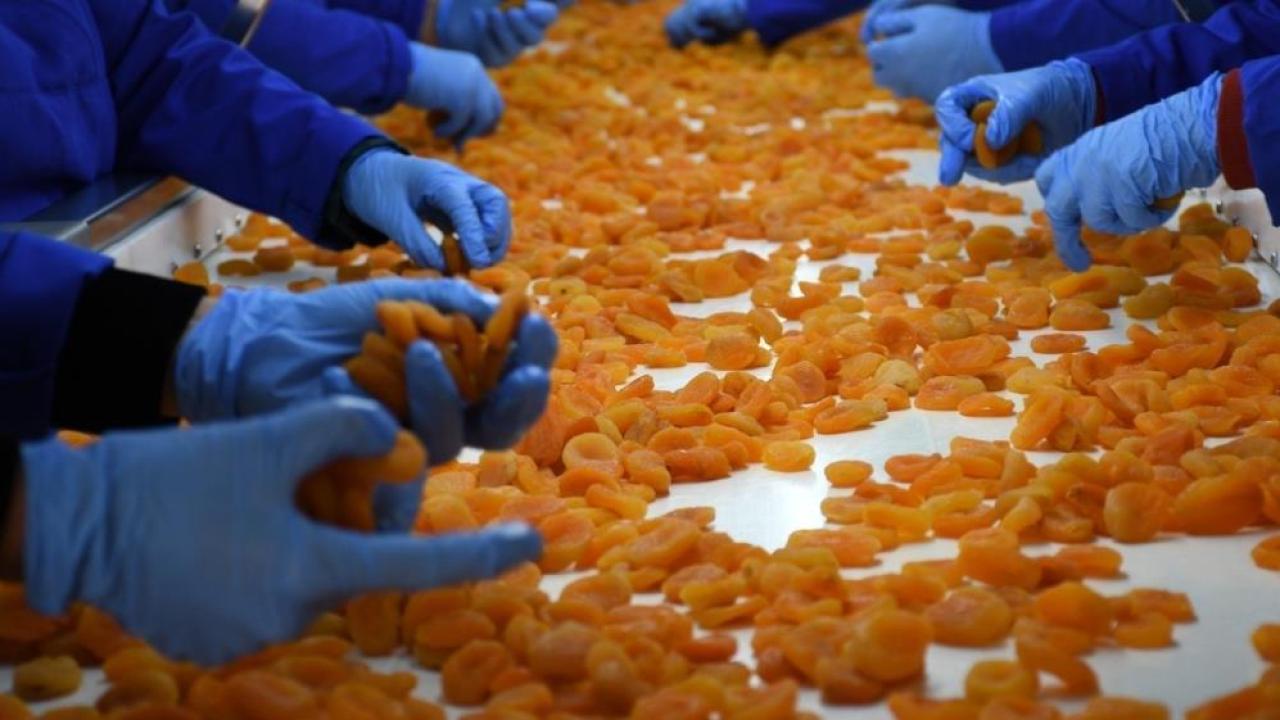 Türkiye'nin önemli tarım ürünü kuru kayısıda rekor gelir