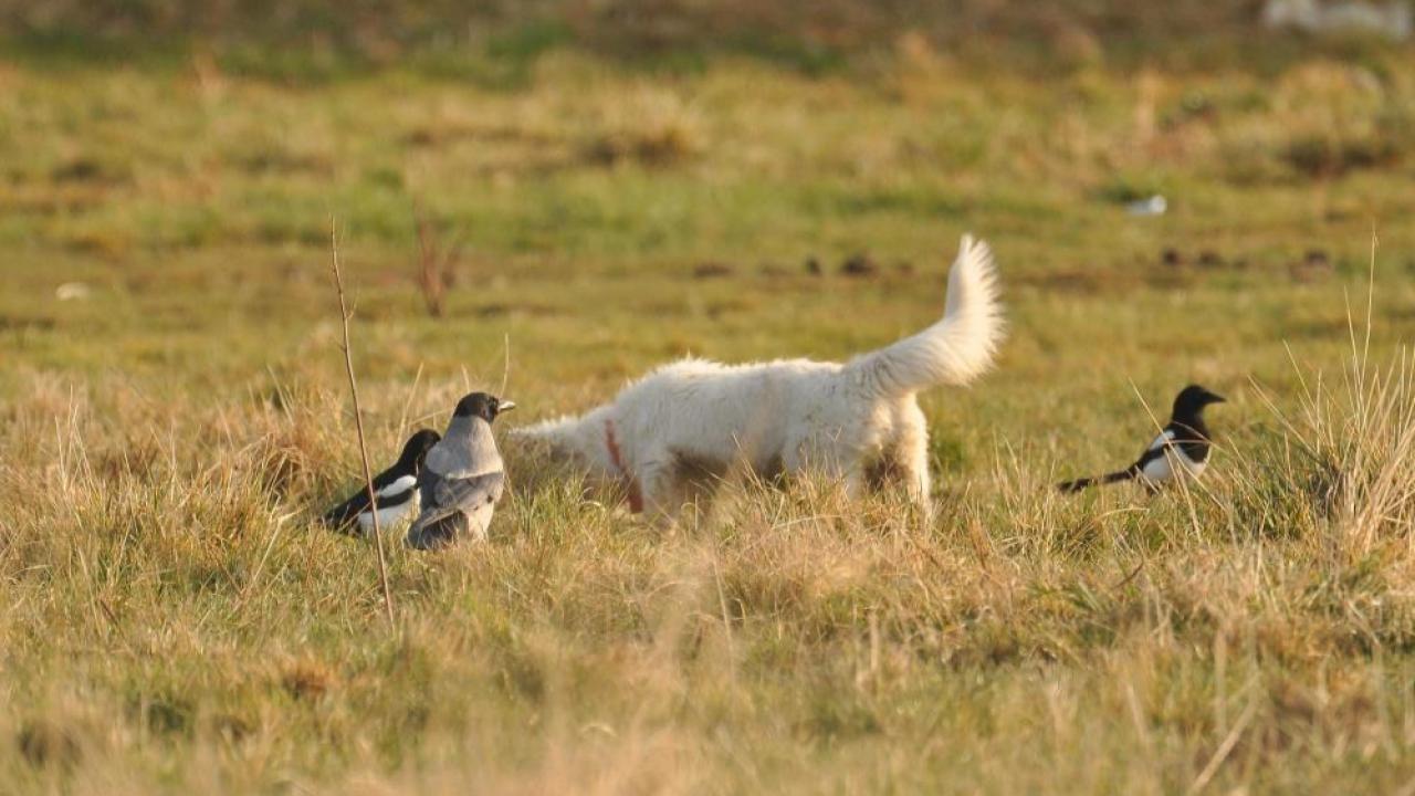 Van kedisi sandı köpek yavrusu çıktı