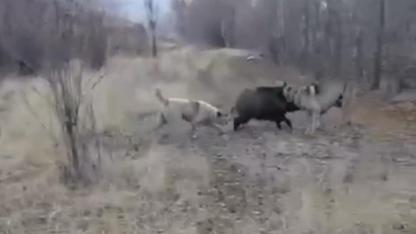Yaban domuzu, çoban köpeklerinin saldırısına uğradı