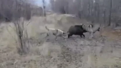 Yaban domuzu, çoban köpeklerinin saldırısına uğradı