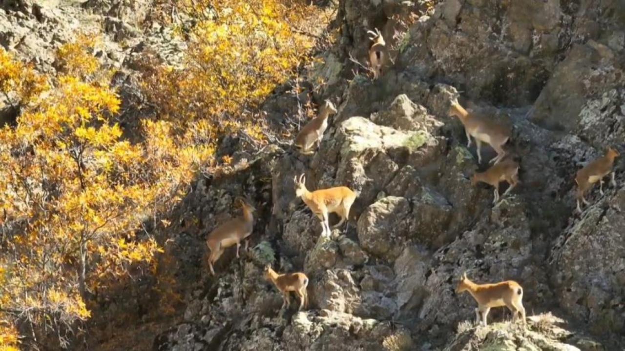 Yaban keçileri kayalıklardaki hareketleriyle dikkat çekti