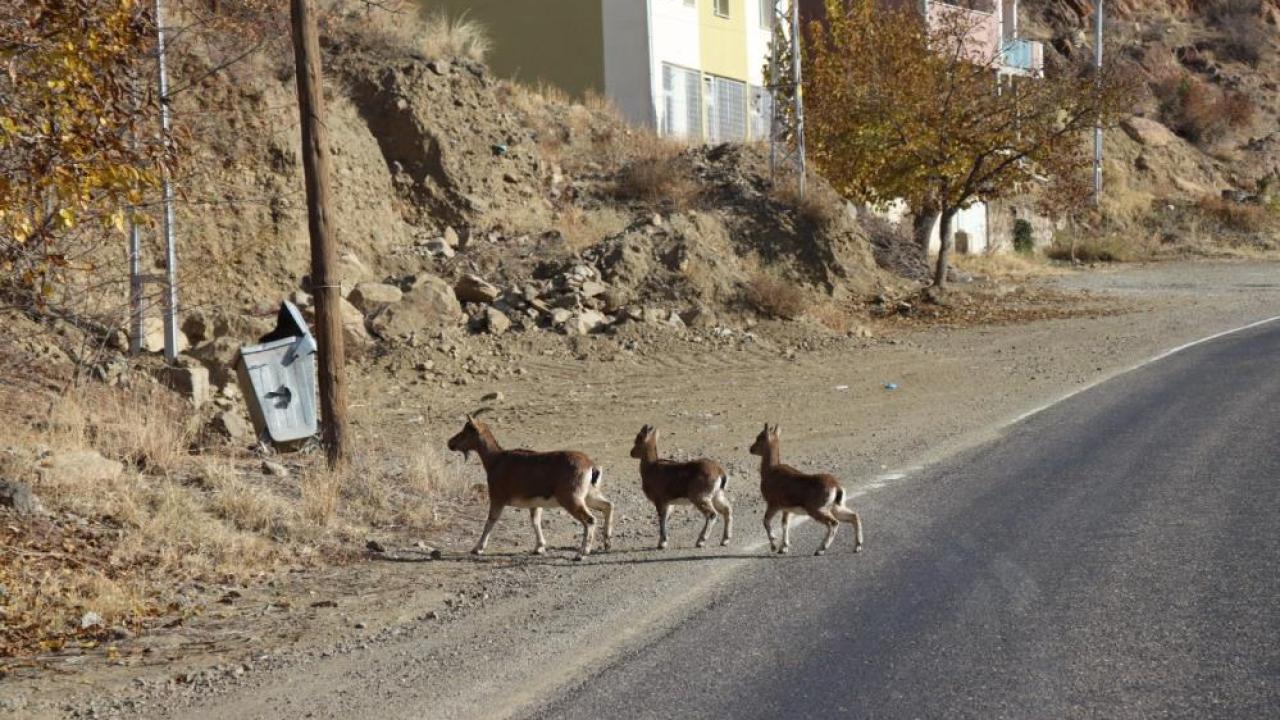 Yaban keçileri tek tek sayılıyor