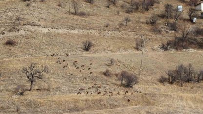 Yaban keçileri tek tek sayılıyor