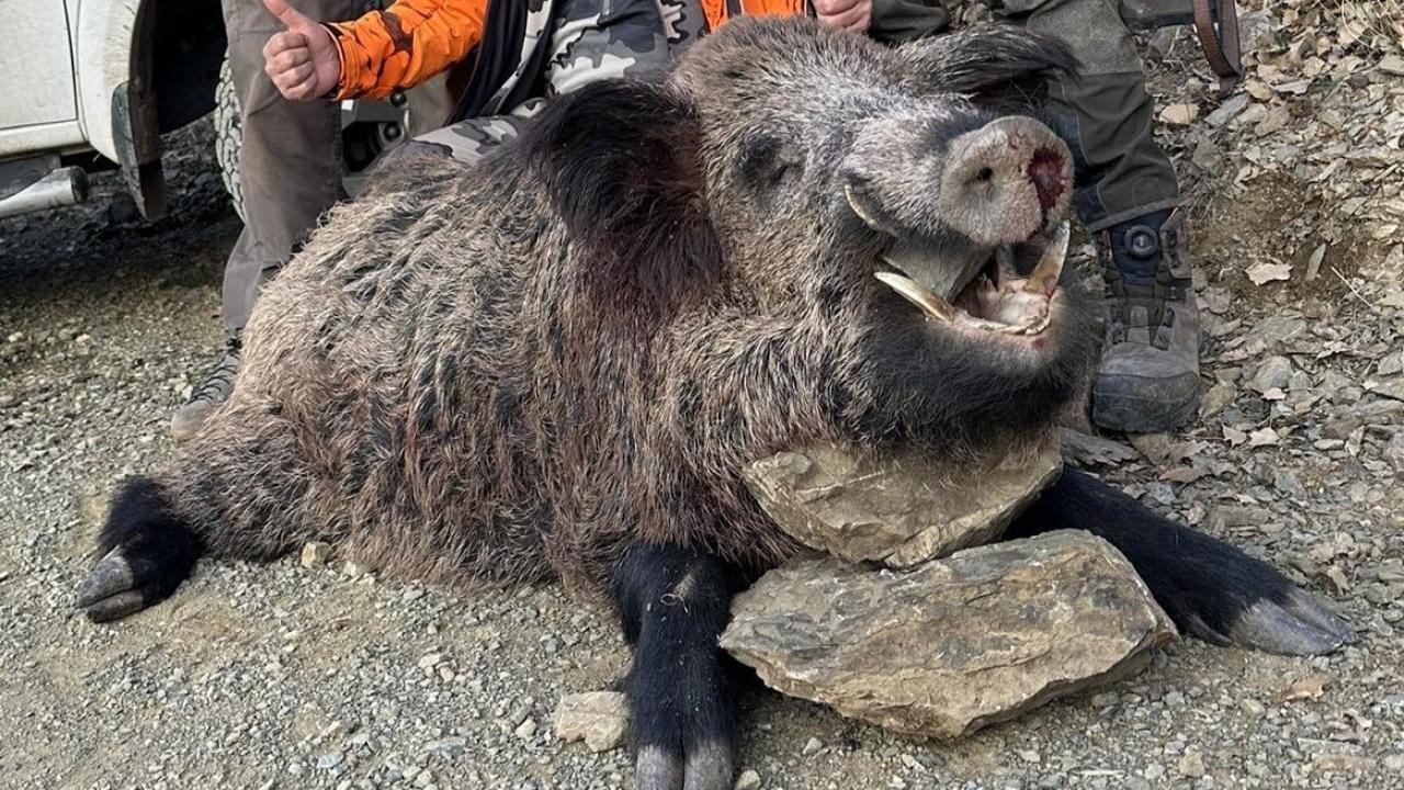 Yabancı avcılar 200 kiloluk yaban domuzunu avladı