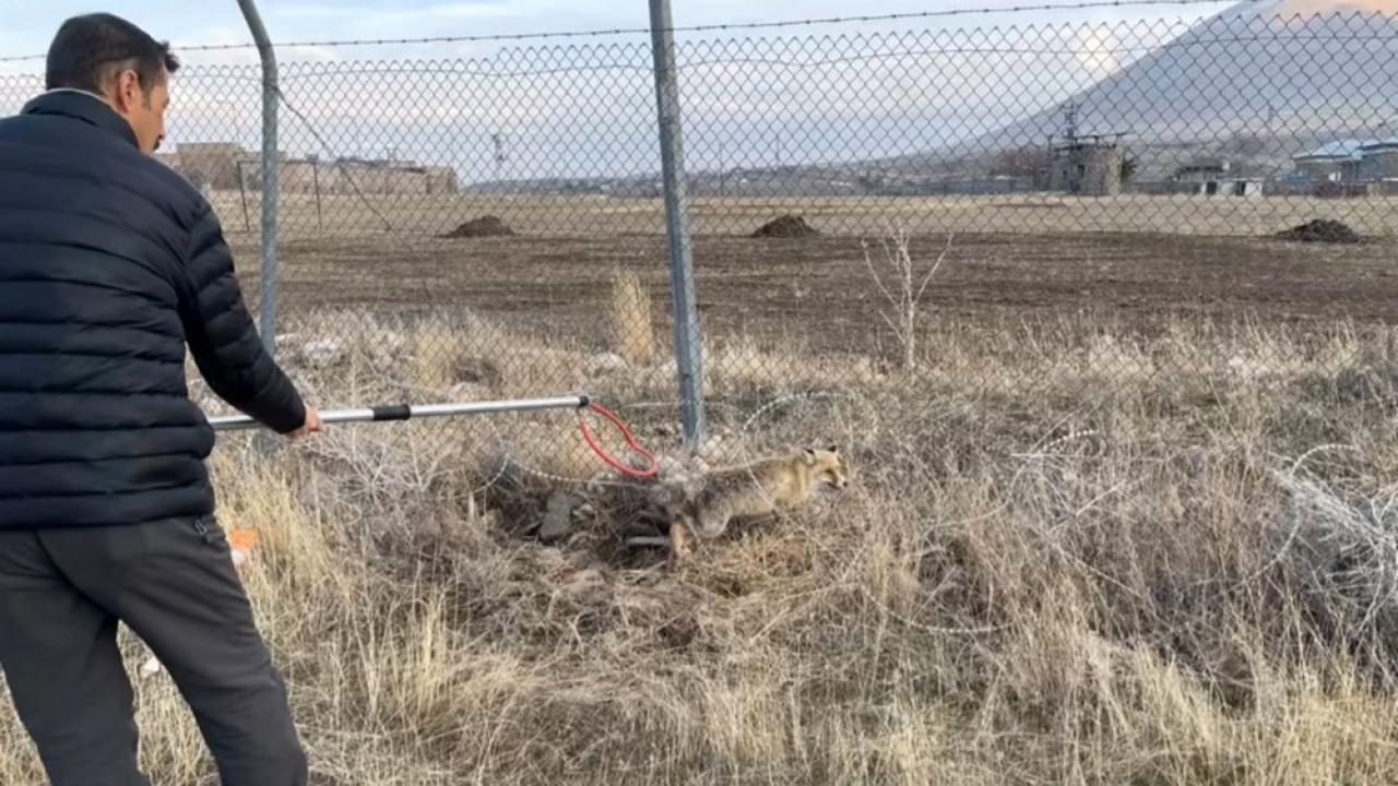 Yaralı kızıl tilki tedavi edilerek doğaya salındı