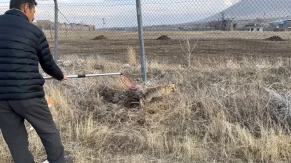 Yaralı kızıl tilki tedavi edilerek doğaya salındı