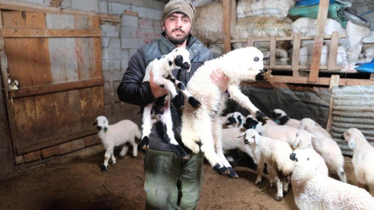 Yeni doğan kuzular üreticiyi umutlandırdı