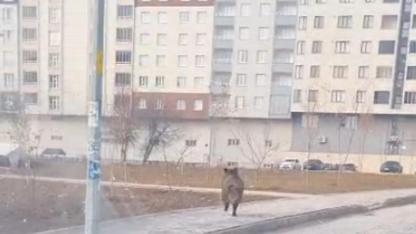Yerleşim yerine inen domuz panikletti