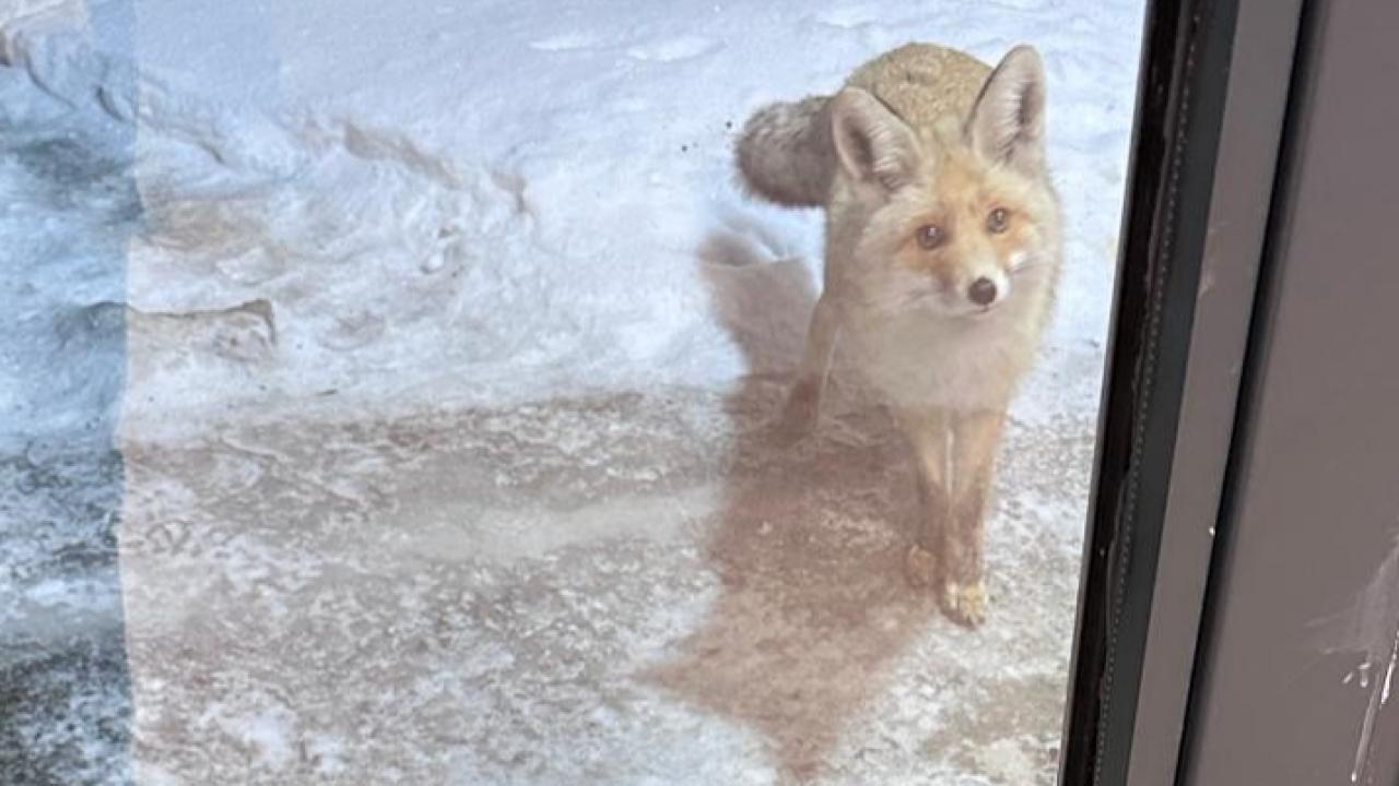 Yurt bahçesinde yiyecek arayan tilki, kameraya yansıdı
