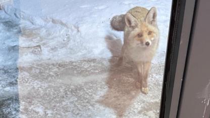 Yurt bahçesinde yiyecek arayan tilki, kameraya yansıdı