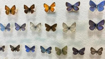Yüzlerce kelebek bilimsel araştırmalar için özenle muhafaza ediliyor