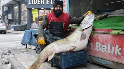 78 kiloluk dev turna balığı tezgahın gözdesi oldu