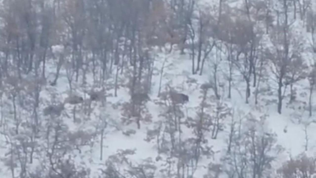 Aç kalan domuz ve kurtlar, yerleşim alanın indi