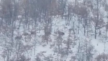 Aç kalan domuz ve kurtlar, yerleşim alanına indi