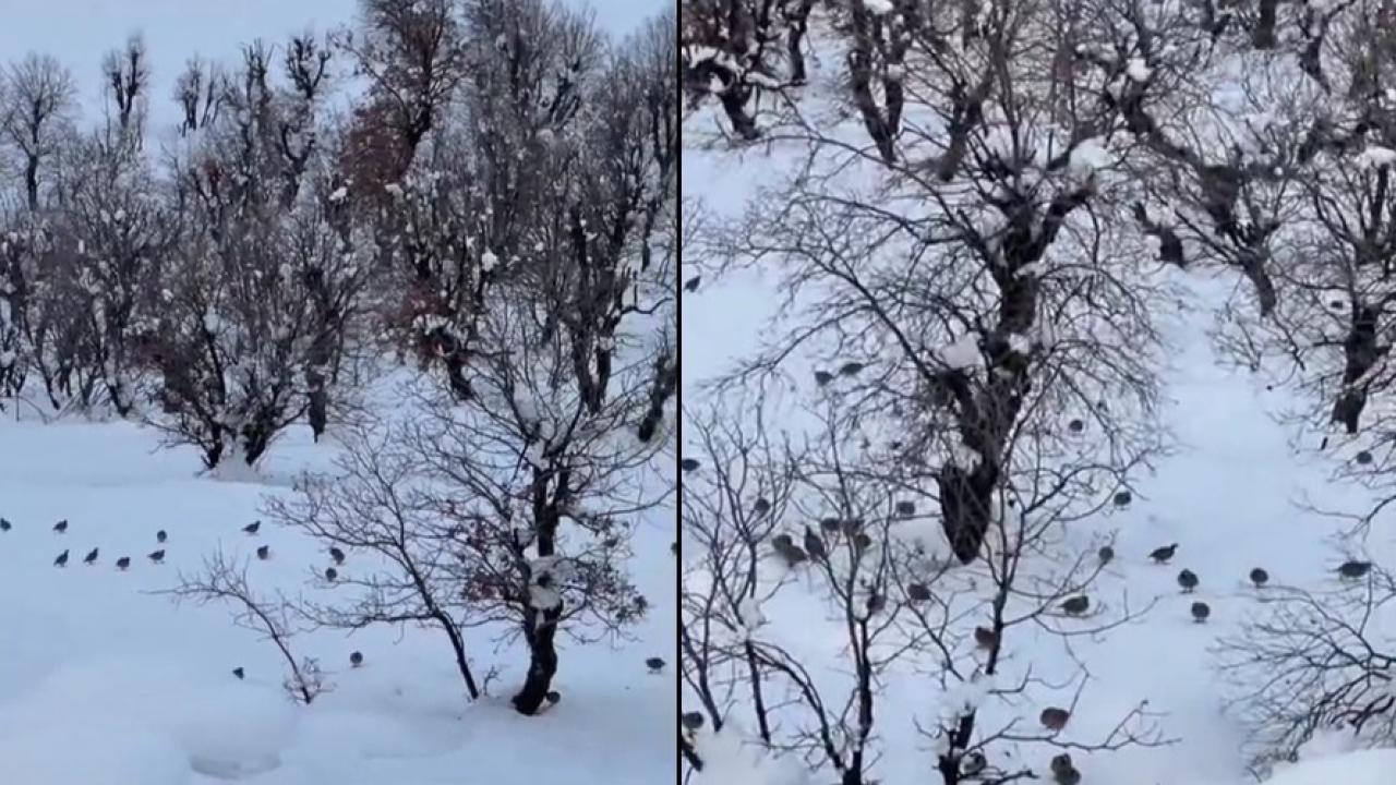 Aç kalan keklikler yerleşim alanlarına indi