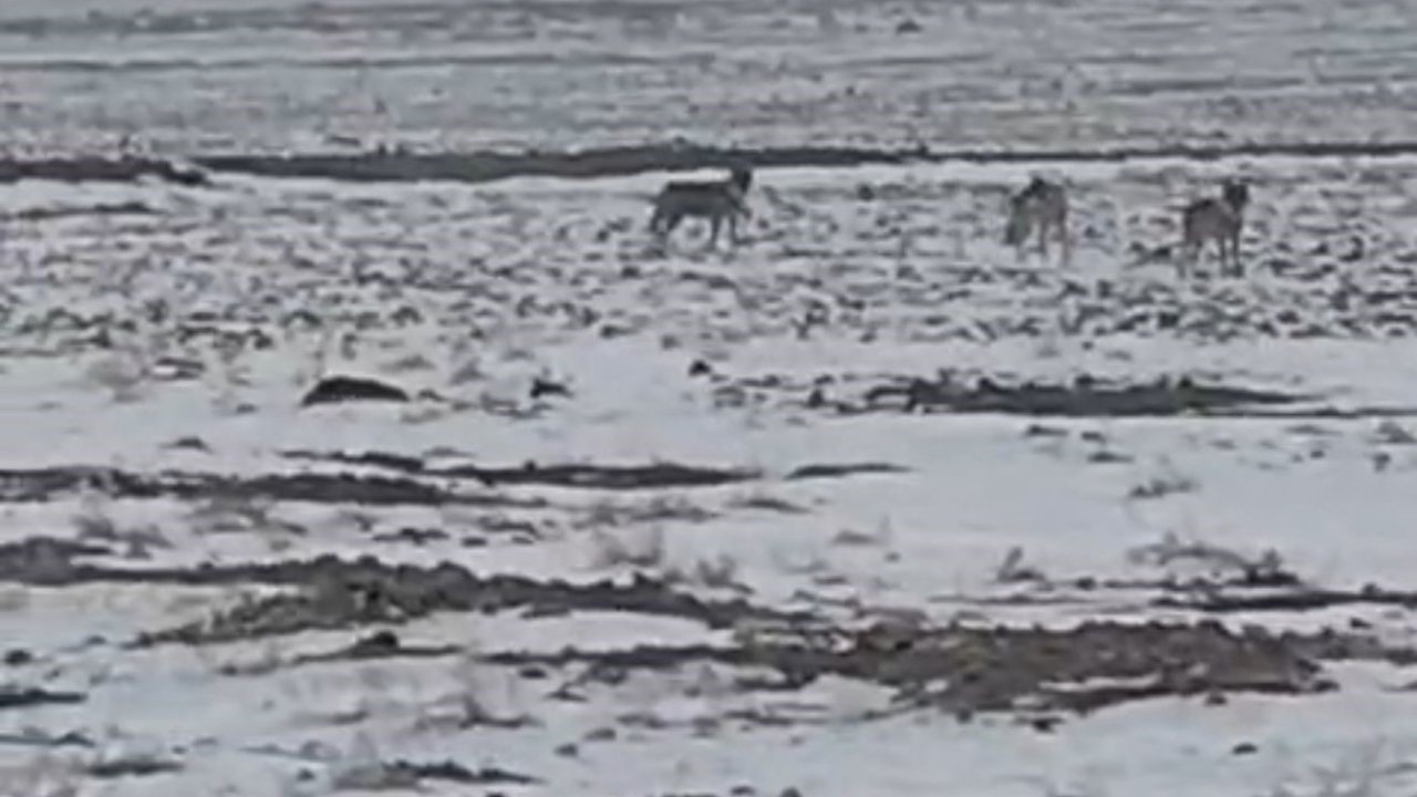 Aç kalan kurt sürüsü Iğdır ovasına indi