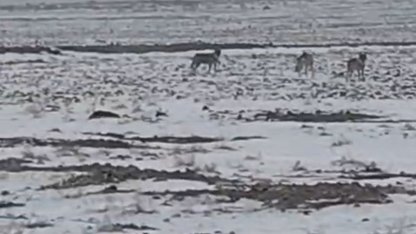 Yiyecek arayan kurt sürüsü  Iğdır Ovası'nda görüntülendi