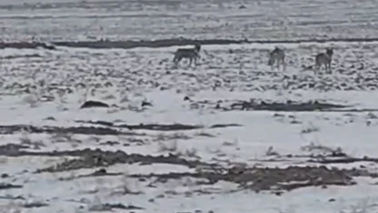 Aç kalan kurt sürüsü Iğdır ovasına indi