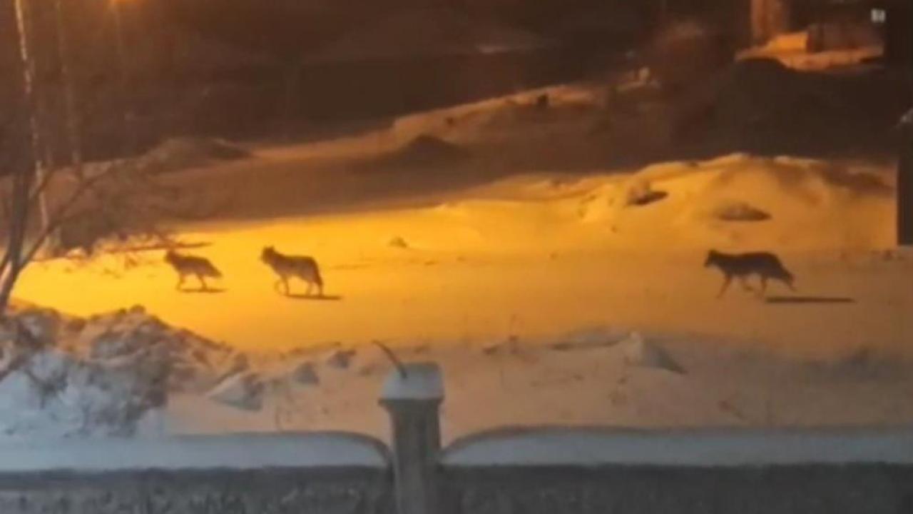 Aç kalan kurtlar yerleşim yerine indi