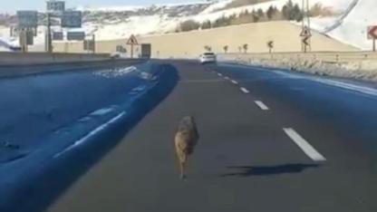 Ana yolda aracın önünde koşan kurt kameraya yansıdı