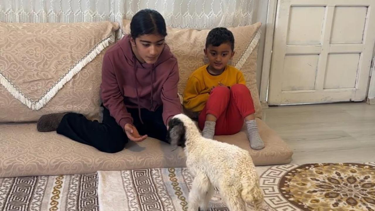 Annesiz minik kuzu maskotu oldu