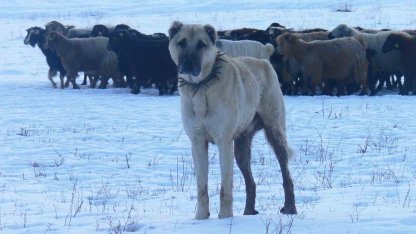 Erzurumlu köpeklerin ABD donanmasındaki serüveni gün yüzüne çıktı