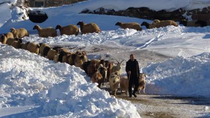 Besiciler hayvanlarına kar üstünde yem veriyor