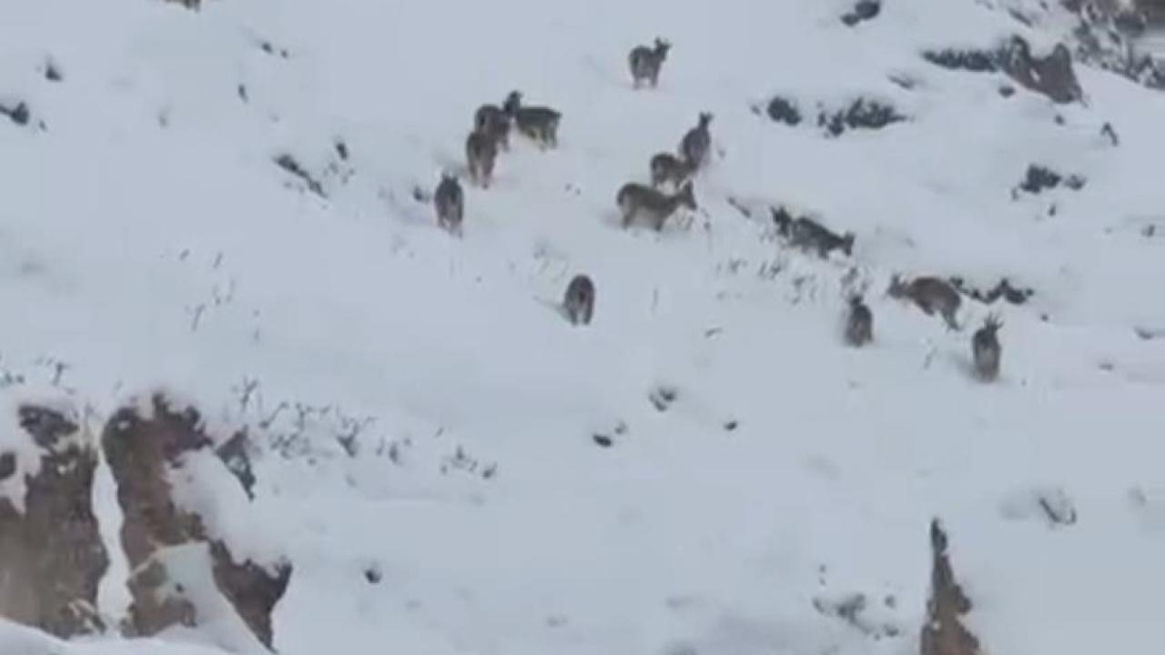 Dağ keçileri kar yağışı altında sürü halinde görüntülendi