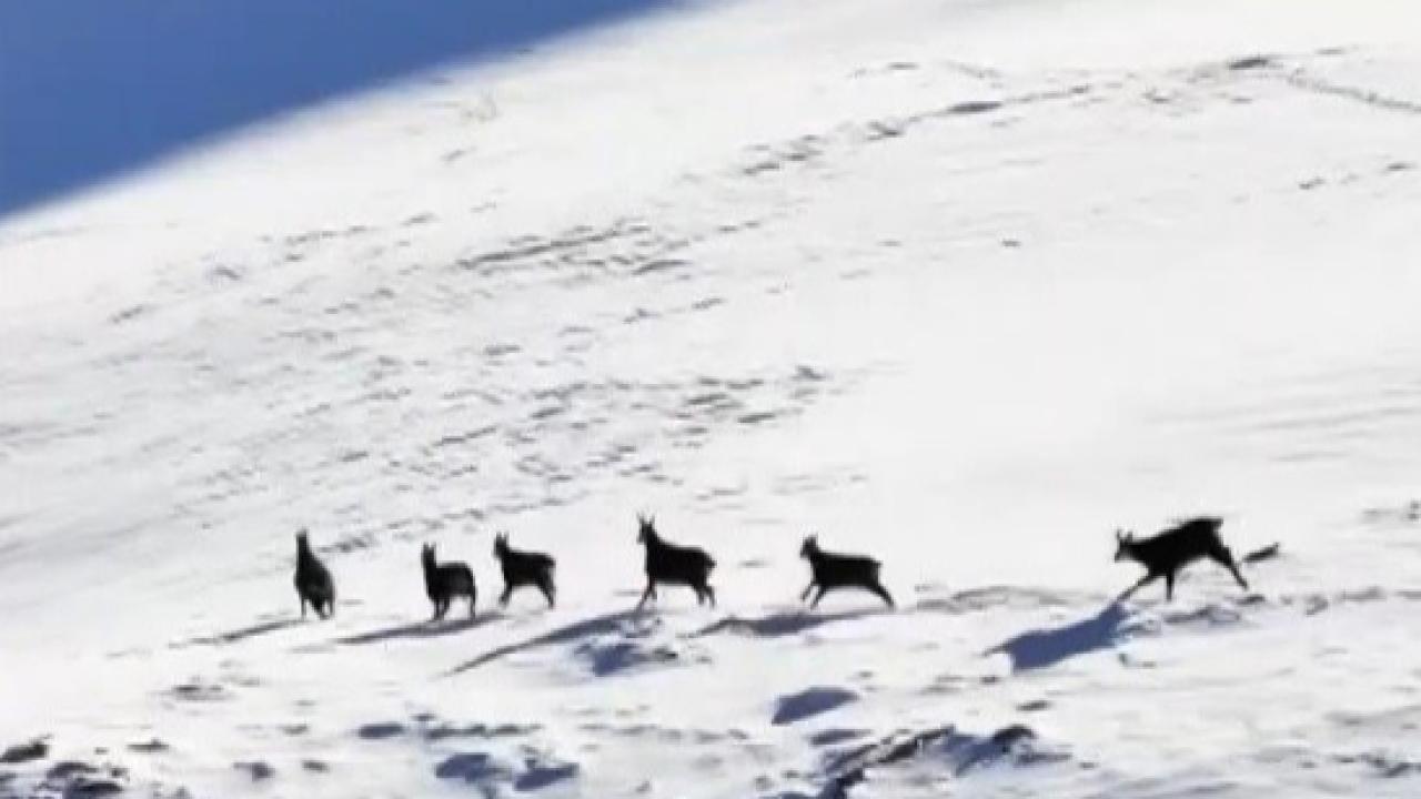 Dağ keçileri karla kaplı zirvelerde görüntülendi