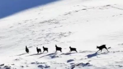 Dağ keçileri karla kaplı zirvelerde görüntülendi