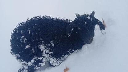 Dağda mahsur kalan kuzu sağ bulundu