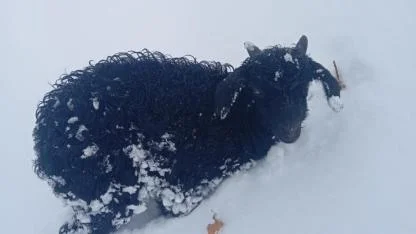 Dağda mahsur kalan kuzu sağ bulundu