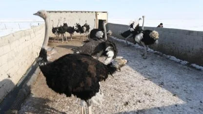 Deve kuşları Kars’ın sert kışını sevdi