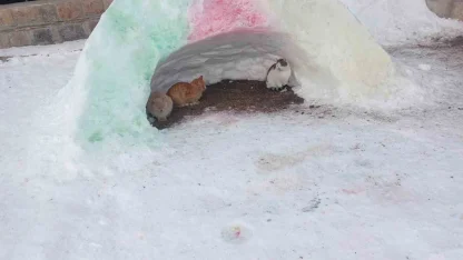 Diyadin’de hayvanlara kardan barınak
