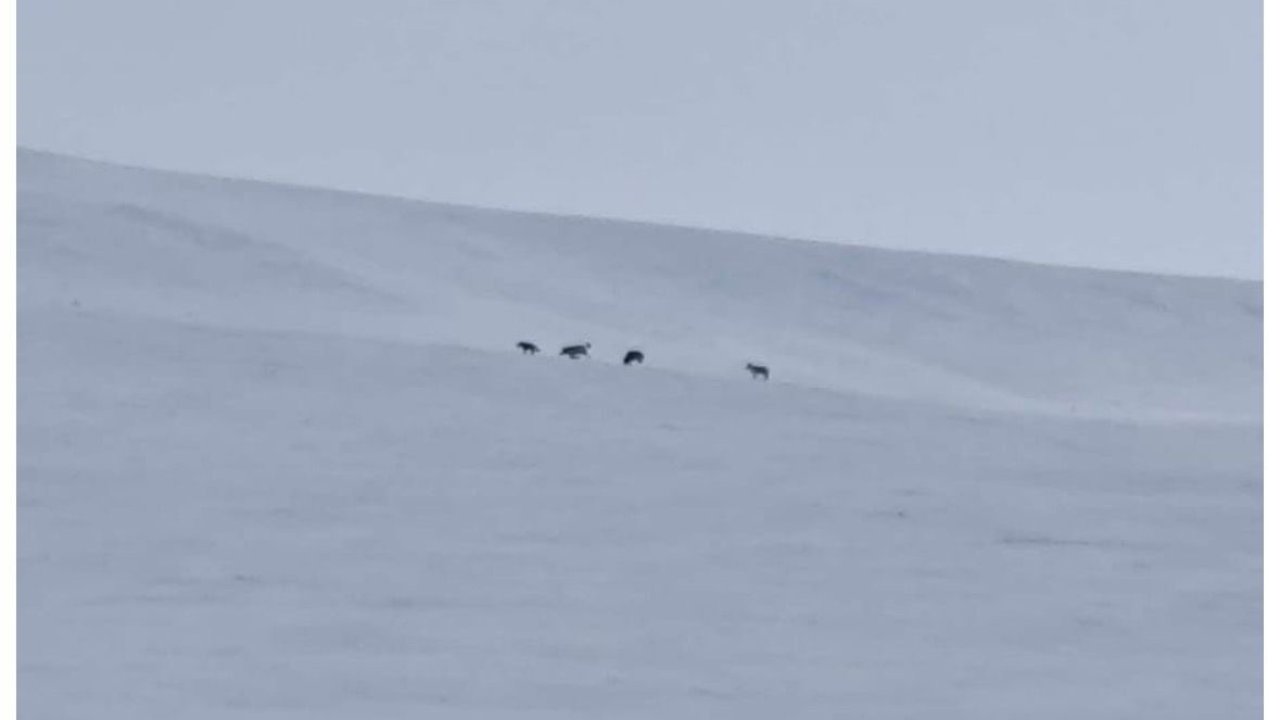 Diyadin’de kurt sürüsü görüldü