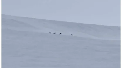 Diyadin’de kurt sürüsü görüldü