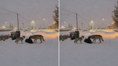 Diyadin’de kurtlar mahalle arasına indi