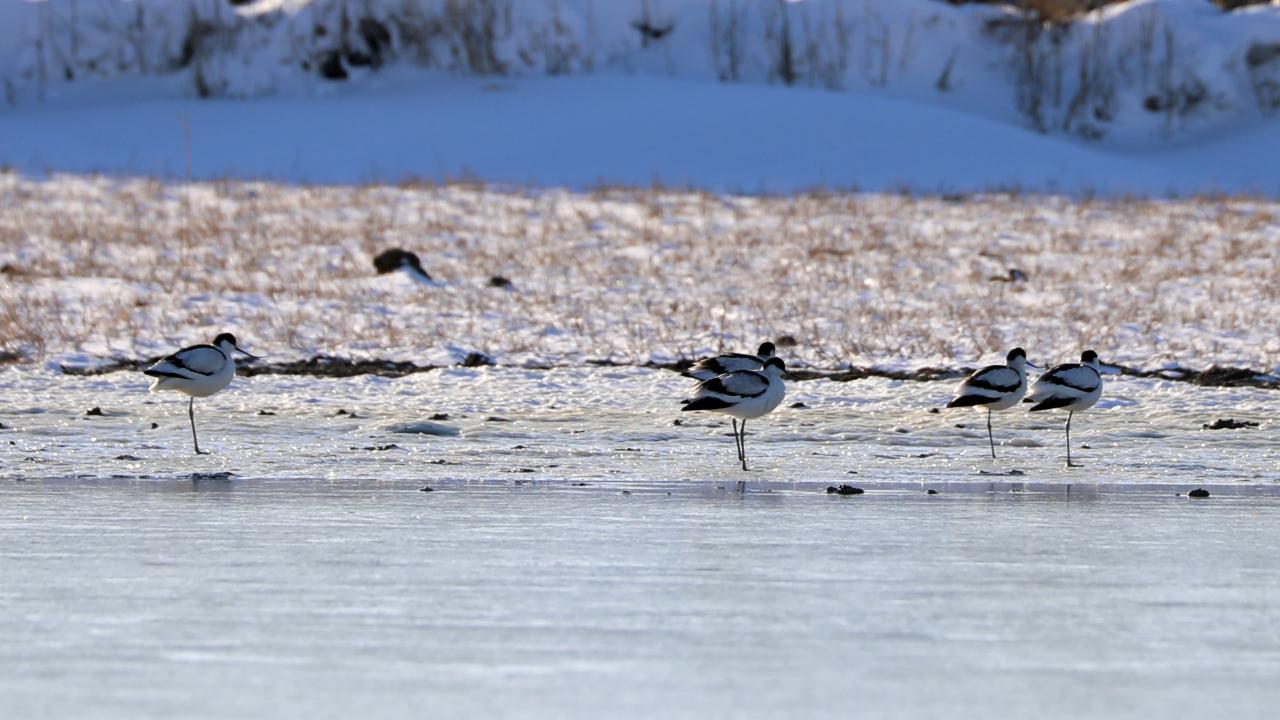 Doğada nadir görülen 3 kuş türü görüntülendi