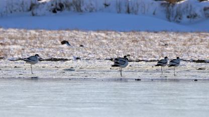 Doğada nadir görülen 3 kuş türü görüntülendi