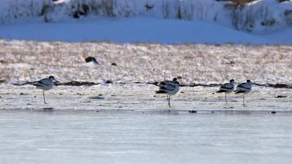 Doğada nadir görülen 3 kuş türü görüntülendi