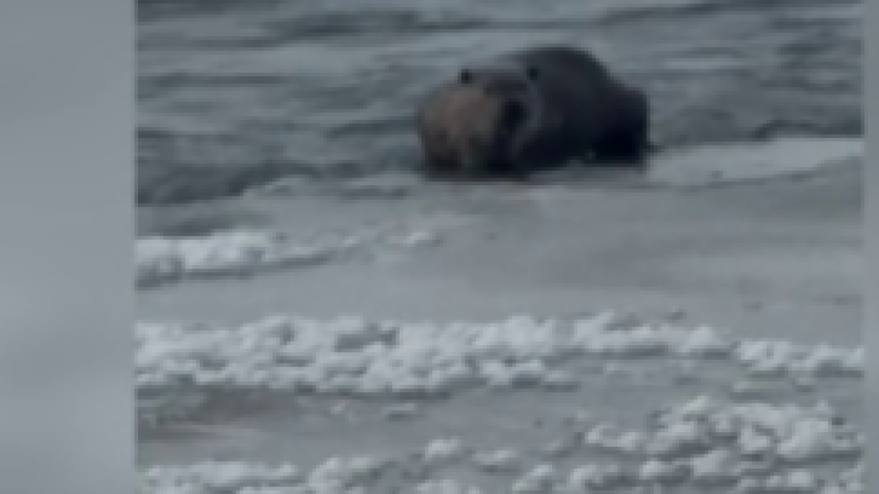 Dondurucu soğukta su samurlarının av mücadelesi