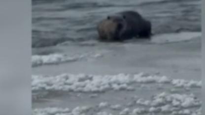 Kars Çayı'nda yiyecek arayan su samurları kameraya yansıdı