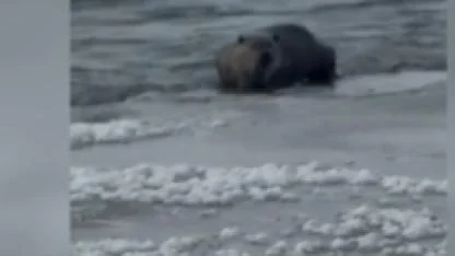 Kars Çayı'nda yiyecek arayan su samurları kameraya yansıdı