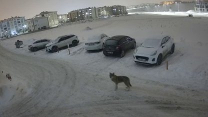 Erzurum’da kurt kent merkezine indi