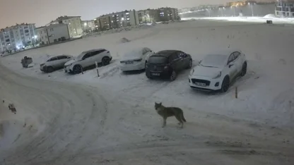 Erzurum’da kurt kent merkezine indi