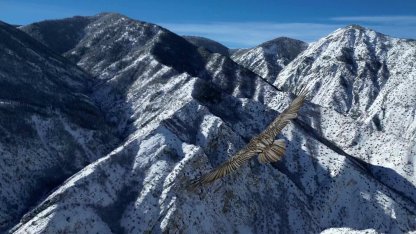 Sakallı akbaba dron ile görüntülendi